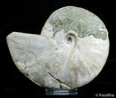 Inch Ammonite - Polished One Side - Iridescent Other #2906-1